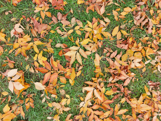 Yellow leaves on green grass, autumn background