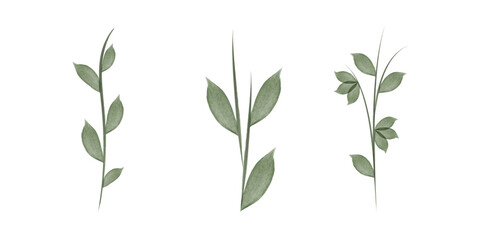 Three Watercolor illustrations of floral stems with leaves are displayed on a white background. Each stem has unique leaves. These illustrations are ideal for adding nature.