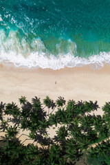Aerial View of Tropical Beach with Palm Trees