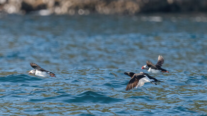One Razorbill (Alca Torda) And Two Puffins (Fratercula Arctica) Fly Over The Sea