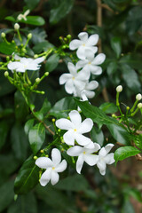 Star-shaped white flowers of Jasminum multiflorum, also known as Downy Jasmine, bloom in clusters among glossy green leaves, creating an elegant garden look.