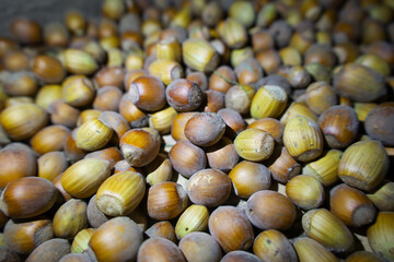 A large quantity of harvested hazelnuts (filberts) arranged in a chaotic pile, creating a rich, detailed texture. The nuts of various shades and stages of ripeness symbolize harvest, autumn, healthy e