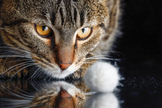 Focused tabby cat with amber eyes intently watching a small white ball reflected on a shiny black surface in a dark background setting
