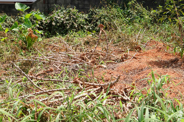 Tapioca stems scattered on red soil after harvest in a rural field, representing tropical agriculture, farm residue, and organic cycle in cultivation.