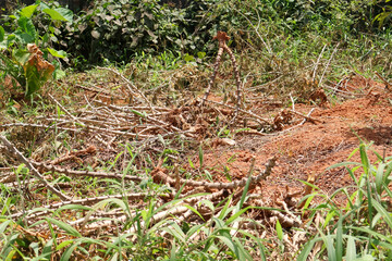 Tapioca stems scattered on red soil after harvest in a rural field, representing tropical agriculture, farm residue, and organic cycle in cultivation.