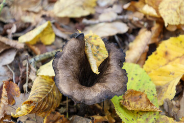 A unique black chanterelle mushroom with a funnel shape and dark-brown surface is hidden among bright, fallen yellow-green autumn leaves. The macro shot emphasizes the unusual texture and contrast of 