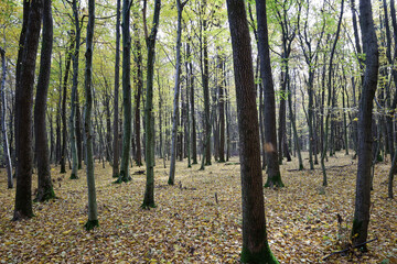 A row of tall, mostly leafless, tree trunks creates a vertical rhythm in the forest landscape. The ground is entirely covered by a thick carpet of fallen yellow and brown autumn leaves, creating a sen