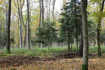 An autumn forest filled with quietness and a variety of tall trees, where green conifers mix with yellow-green deciduous woods.