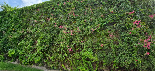 An empty wall has been overrun with Antigonon leptopus plants. Some coral vines have small pink flowers. Below the wall are green grasses. clear sky on the left. Mexican creeper, Chain of love is vine