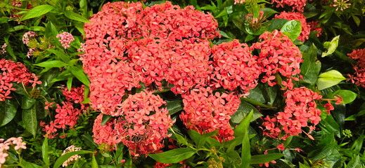 Little red flowers of Ixora or West Indian jasmine. Ixora chinensis Lamk, Bright red flowers bloom in clusters and odorless. Popularly planted as a fence tree. 4 petals and it blooms all year round

