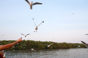 Tourists hold food and hold it up in the air for seagulls to eat. Flock of flying seagulls bird rush to food.  Seagull bird spreading wings flying to eat Crispy pork fat at Bangpu Recreation Center
