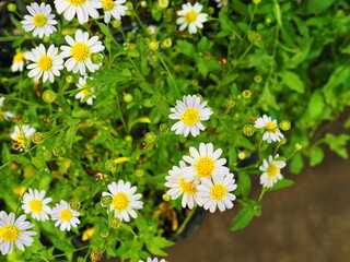 Kalimeris indica resembles a daisy or marigold. The flat flowers have yellow center and long, thin petals. Indian Aster is a perennial, flowering herbaceous plant in the family Asteraceae (Compositae)
