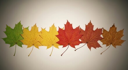 Autumn leaf color gradient maple leaves seasonal change natural fall foliage