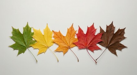 Maple leaves change color through the seasons from green to brown symbolizing autumn progression