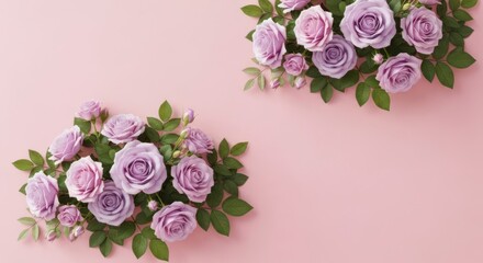 Elegant lavender roses arrangement gentle pink background soft floral design