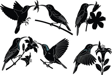 Hummingbird silhouettes with turquoise accents, feeding from flowers, elegant nature illustration, pollination scene, artistic wildlife design, floral interaction concept