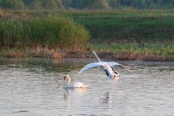 Two wild swans on a lake. A moment of a swan landing on the water surface with spread wings against the background of a green bank and the second bird peacefully swimming nearby