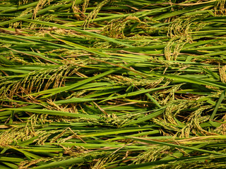 Close-Up of Fallen Rice Plants After Wind Damage in Paddy Field