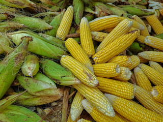Fresh harvested corn cobs with green husks and yellow kernels. Natural organic maize texture background for agriculture, farming, and food industry concepts.