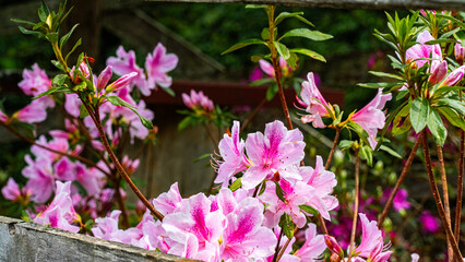Colorful Flowers Nature Beautiful Bloom Spring Garden Floral Petals Bright Vibrant Plant Green Outdoor Natural Beauty Freshness Summer Meadow Landscape Environment Botany Color Detail Background Bloss