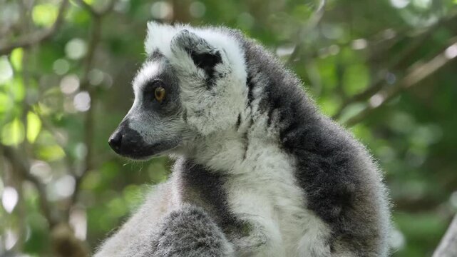 ring-tailed lemur catta looking curiously around, portrait  007