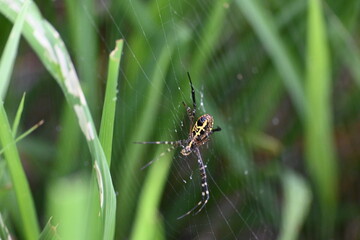 Argiope bruennichi or wasp spider. It is a species of orb- weaver spider found Europe, Asia and Africa. This species features distinctive yellow, white and black markings on its abdomen.