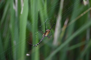 Argiope bruennichi or wasp spider. It is a species of orb- weaver spider found Europe, Asia and Africa. This species features distinctive yellow, white and black markings on its abdomen.