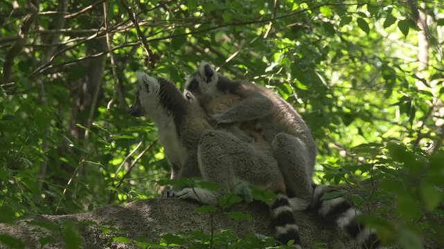 ring-tailed lemur catta family with baby resting in forest 413