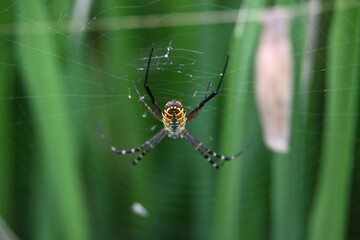 Argiope bruennichi or wasp spider. It is a species of orb- weaver spider found Europe, Asia and Africa. This species features distinctive yellow, white and black markings on its abdomen.