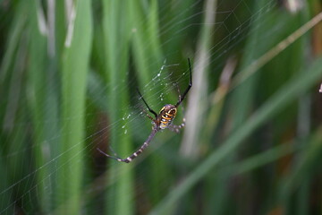 Argiope bruennichi or wasp spider. It is a species of orb- weaver spider found Europe, Asia and Africa. This species features distinctive yellow, white and black markings on its abdomen.