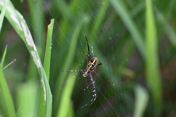 Argiope bruennichi or wasp spider. It is a species of orb- weaver spider found Europe, Asia and Africa. This species features distinctive yellow, white and black markings on its abdomen.