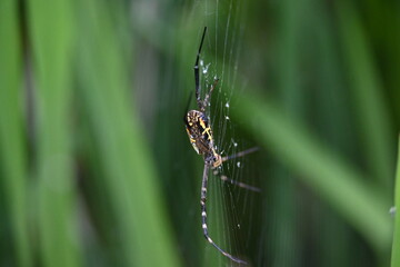 Argiope bruennichi or wasp spider. It is a species of orb- weaver spider found Europe, Asia and Africa. This species features distinctive yellow, white and black markings on its abdomen.