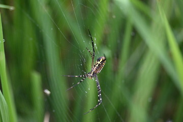 Argiope bruennichi or wasp spider. It is a species of orb- weaver spider found Europe, Asia and Africa. This species features distinctive yellow, white and black markings on its abdomen.