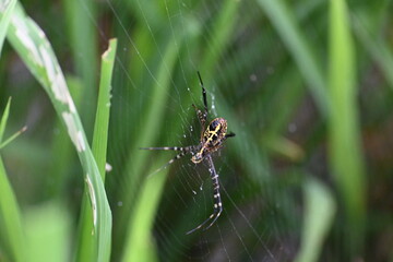Argiope bruennichi or wasp spider. It is a species of orb- weaver spider found Europe, Asia and Africa. This species features distinctive yellow, white and black markings on its abdomen.