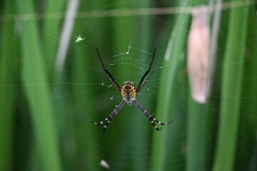 Argiope bruennichi or wasp spider. It is a species of orb- weaver spider found Europe, Asia and Africa. This species features distinctive yellow, white and black markings on its abdomen.