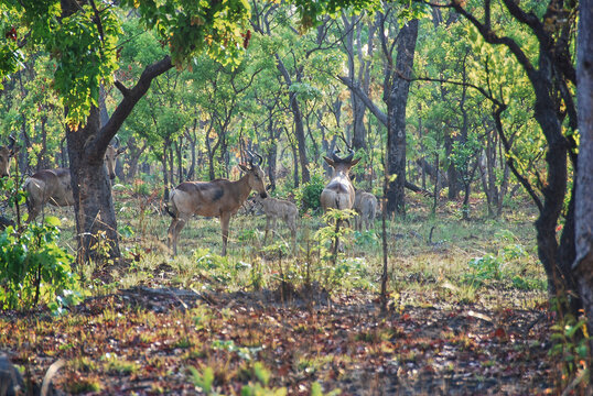 red hartebeest, Alcelaphus buselaphus caama, Kafue, Zambia.
