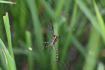 Argiope bruennichi or wasp spider. It is a species of orb- weaver spider found Europe, Asia and Africa. This species features distinctive yellow, white and black markings on its abdomen.