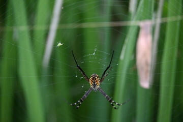 Argiope bruennichi or wasp spider. It is a species of orb- weaver spider found Europe, Asia and Africa. This species features distinctive yellow, white and black markings on its abdomen.