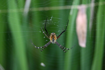 Argiope bruennichi or wasp spider. It is a species of orb- weaver spider found Europe, Asia and Africa. This species features distinctive yellow, white and black markings on its abdomen.