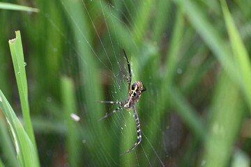 Argiope bruennichi or wasp spider. It is a species of orb- weaver spider found Europe, Asia and Africa. This species features distinctive yellow, white and black markings on its abdomen.