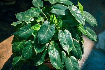 glossy and vibrant, deep green coloured, arrowhead shaped leaves of Philodendron burle marx, a popular houseplant of latin American ethnicity. This Perennial vine is toxic to humans and pets. © suprabhat