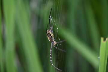 Argiope bruennichi or wasp spider. It is a species of orb- weaver spider found Europe, Asia and Africa. This species features distinctive yellow, white and black markings on its abdomen.