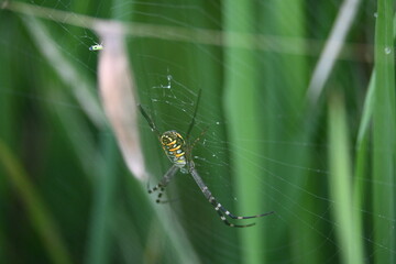 Argiope bruennichi or wasp spider. It is a species of orb- weaver spider found Europe, Asia and Africa. This species features distinctive yellow, white and black markings on its abdomen.