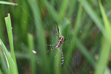 Argiope bruennichi or wasp spider. It is a species of orb- weaver spider found Europe, Asia and Africa. This species features distinctive yellow, white and black markings on its abdomen.