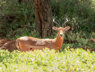 Impala