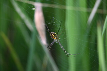 Argiope bruennichi or wasp spider. It is a species of orb- weaver spider found Europe, Asia and Africa. This species features distinctive yellow, white and black markings on its abdomen.