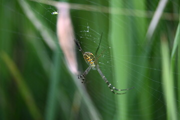 Argiope bruennichi or wasp spider. It is a species of orb- weaver spider found Europe, Asia and Africa. This species features distinctive yellow, white and black markings on its abdomen.
