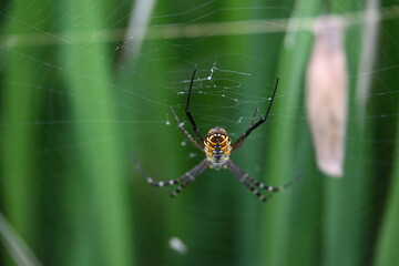 Argiope bruennichi or wasp spider. It is a species of orb- weaver spider found Europe, Asia and Africa. This species features distinctive yellow, white and black markings on its abdomen.