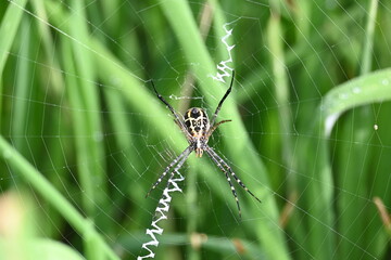Argiope bruennichi or wasp spider. It is a species of orb- weaver spider found Europe, Asia and Africa. This species features distinctive yellow, white and black markings on its abdomen.