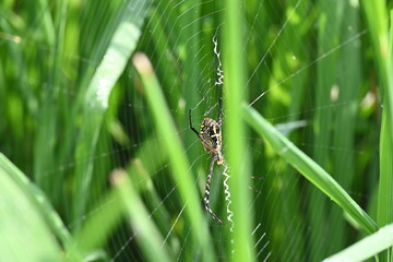 Argiope bruennichi or wasp spider. It is a species of orb- weaver spider found Europe, Asia and Africa. This species features distinctive yellow, white and black markings on its abdomen.